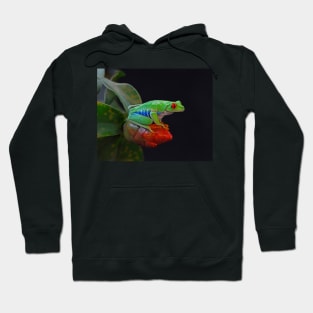 Red Eye Tree Frog Hoodie